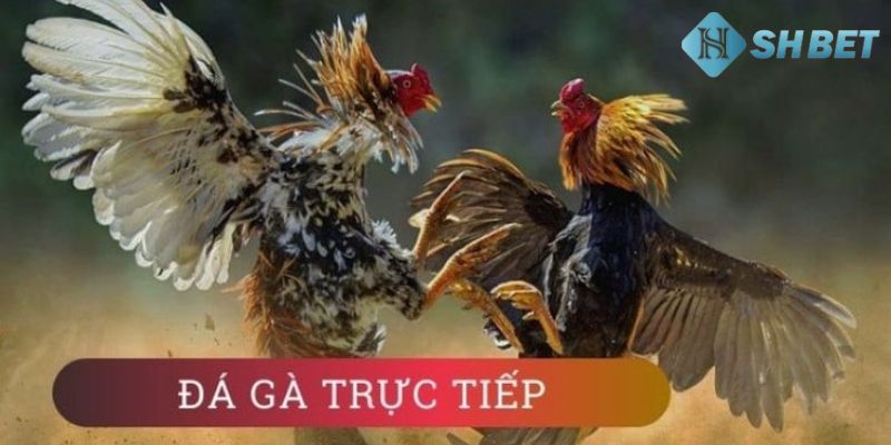 đá gà trực tuyến casino