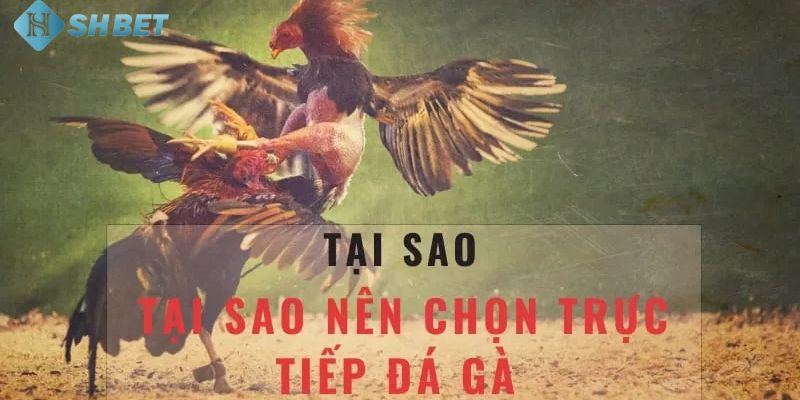 Hiểu về live trực tiếp đá gà Thomo