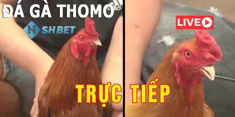 live trực tiếp đá gà thomo