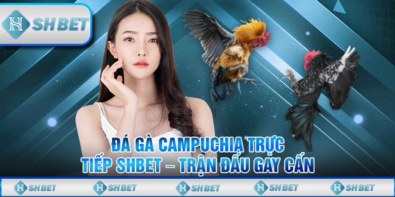 Đá Gà Campuchia Trực Tiếp SHBET – Trận Đấu Gay Cấn