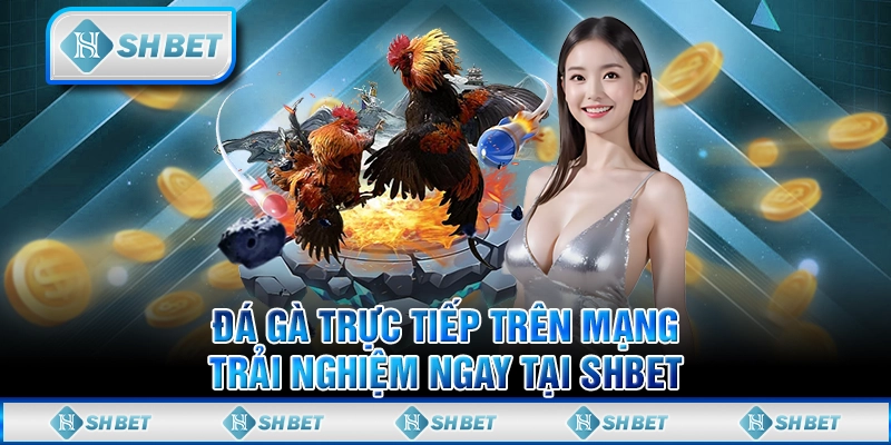 Đá Gà Trực Tiếp Trên Mạng - Trải Nghiệm Ngay Tại SHBET