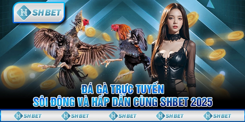 Đá Gà Trực Tuyến - Sôi Động Và Hấp Dẫn Cùng SHBET 2025