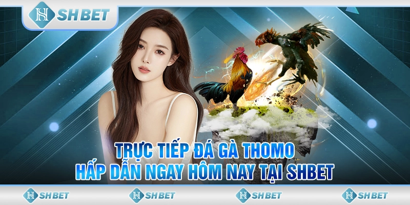 Trực Tiếp Đá Gà Thomo Hấp Dẫn Ngay Hôm Nay Tại SHBET