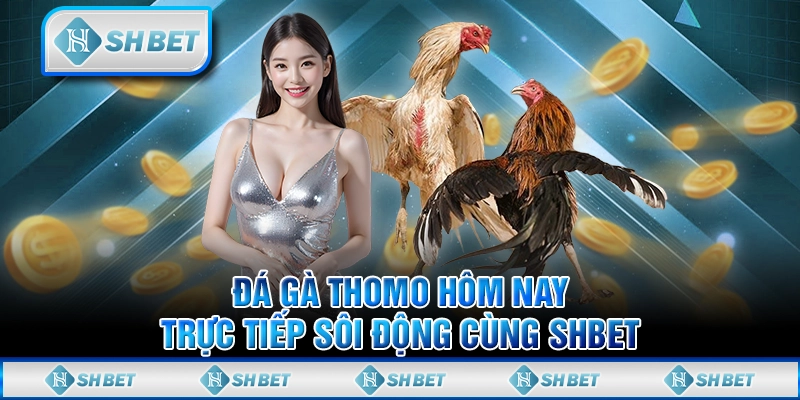 Đá Gà Thomo Hôm Nay - Trực Tiếp Sôi Động Cùng SHBET