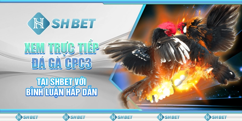 Xem Trực Tiếp Đá Gà CPC3 Tại SHBET Với Bình Luận Hấp Dẫn